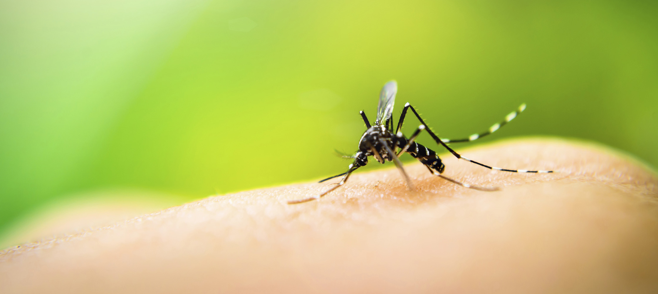 Mosquito Season Is Coming Should You Fear Zika Virus Duke Health 7383